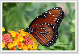 queen butterfly pictures