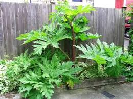 Giant hogweed growing against