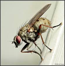 The Fly on the Wall