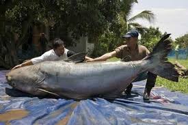 mekong giant catfish pictures
