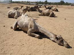 صور جمل من ملك روحي  04_Sleeping_camel