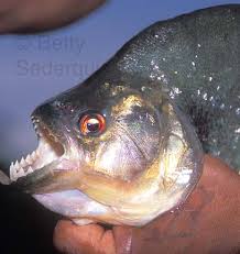 piranha