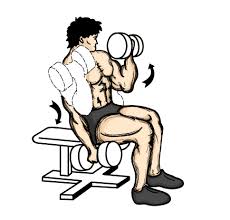 incline dumbbell curl