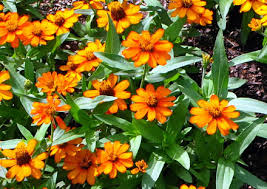 annual flowers photos