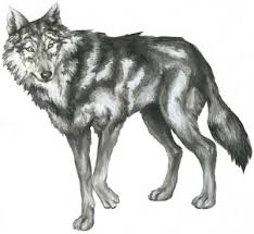 how to draw a wolf