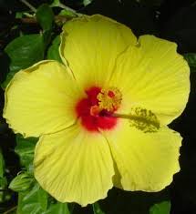 yellow hibiscus pictures