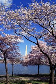 cherry blossom viewing.