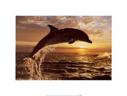 pictures bottlenose dolphins