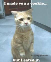 cute cat pictures