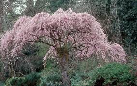 weeping higan cherry