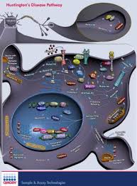 Huntington S Disease