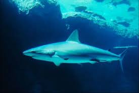 mako shark