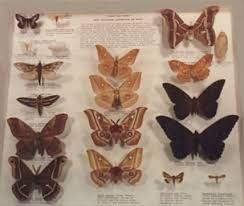 species of moths