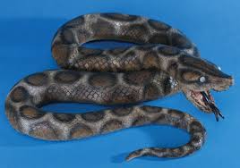 python snake