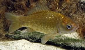 goldfish carassius auratus