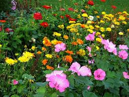 small flower garden pictures