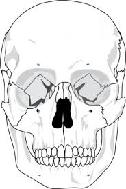 human skull clip art