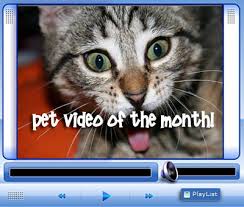 funny pet videos