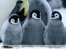baby penguins