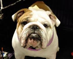 Westminster Dog Show 2011