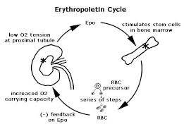 Epo subsequently promotes