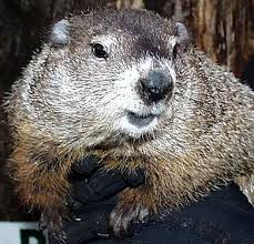 My Sincere Apology to Punxsutawney Phil