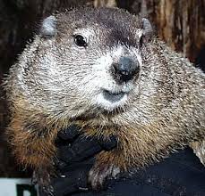 Puxatony Phil Groundhog