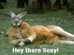 free funny pics