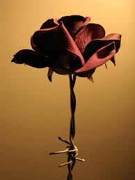 barb wire roses