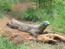 picture komodo dragons
