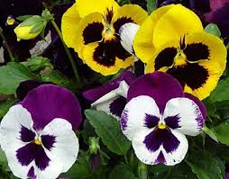 pansy flower tattoo