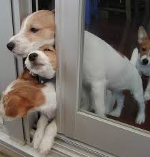funny cats and dogs