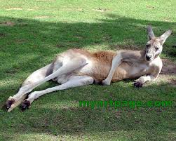 kangaroo