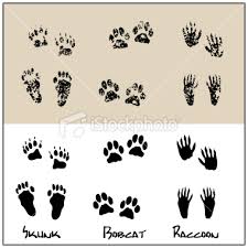 bobcat paw print