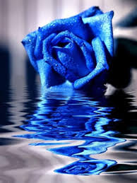 blue rose