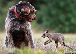 kangaroo