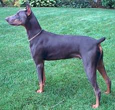 blue doberman