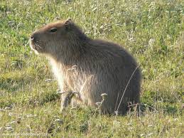 Capybara ( Hydrochoerus