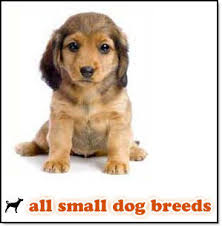 dog breeds pictures