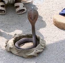 king cobra snake photos