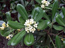 http://t1.gstatic.com/images?q=tbn:kxIBPvfiB2FjrM:http://www.francini-mycologie.fr/BOTANIQUE/Pittosporum_tobira.jpg