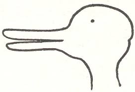 picture of a duck