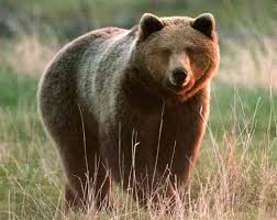 orso Sono 25 gli orsi in Trentino