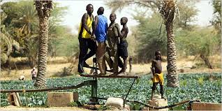 In Niger, Trees and Crops Turn
