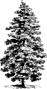 pine tree clip