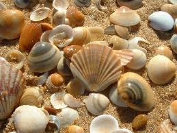 external image n03seashells.jpg