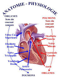 anatomo-physiologie