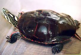 pet reptiles