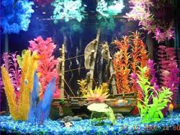 colorful fish