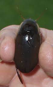diving beetles